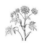 angelica root