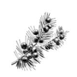 juniper