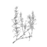 rosemary