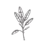 sage